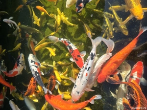 Pesti Koi Japonezi Premium  - imagine 3