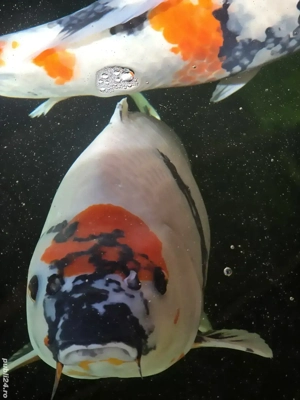 Pesti Koi Japonezi Premium 