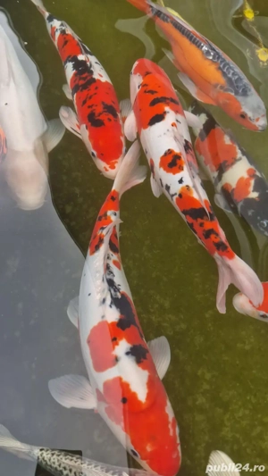 Pesti Koi Japonezi Premium  - imagine 4