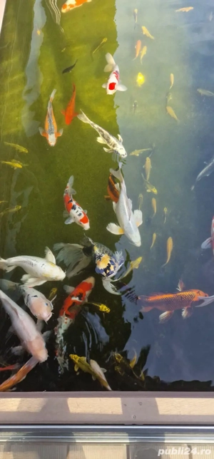 Pesti Koi Japonezi Premium  - imagine 5