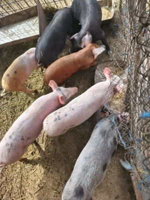 Soldani sau purcei de 10 săptămâni 