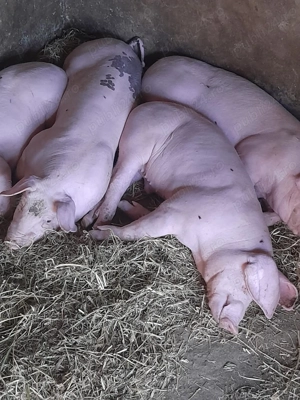 Vând porci de 6 săptămâni  - imagine 2