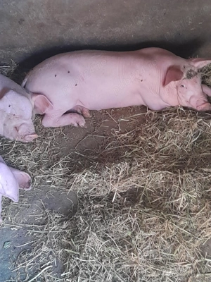 Vând porci de 6 săptămâni 