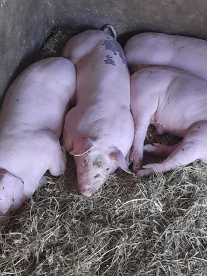 Vând porci de 6 săptămâni  - imagine 3