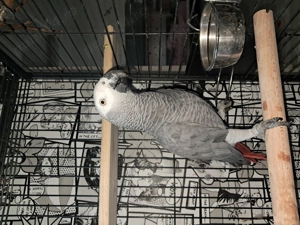 Vand papagal jako mascul