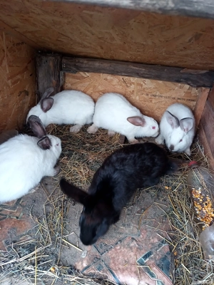 vand iepuri californieni  - imagine 2