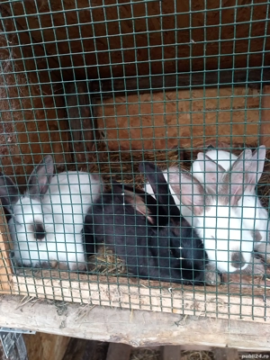 vand iepuri californieni  - imagine 3