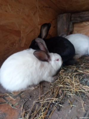 vand iepuri californieni 