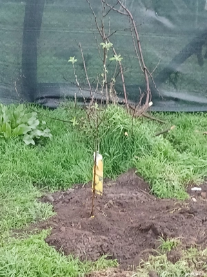 OCAZIE!Proprietar, vând casă locuibilă cu 1300 metri teren in centrul comunei Dascălu Ilfov  - imagine 5