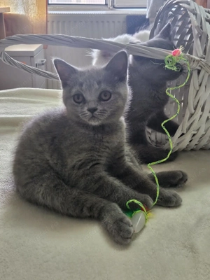 fetite si baietei rasa pura british & scotish