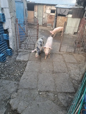 Vând 3 șoldani - imagine 3