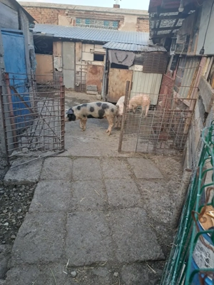 Vând 3 șoldani - imagine 2