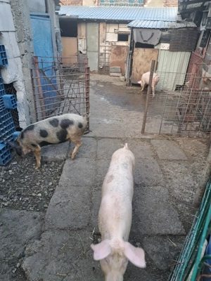 Vând 3 șoldani - imagine 4