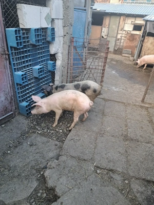 Vând 3 șoldani - imagine 5