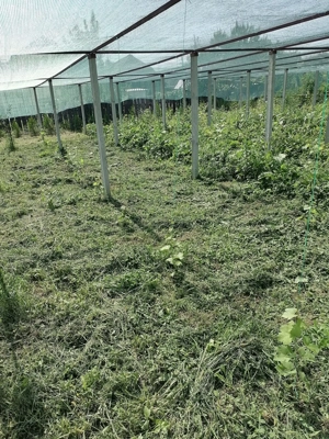 Teren intravilan arabil - imagine 3