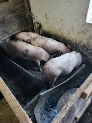 Purcei de 70-80 kg de vanzare