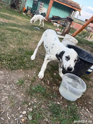 Vand Cățelușe Dalmațiene - imagine 4