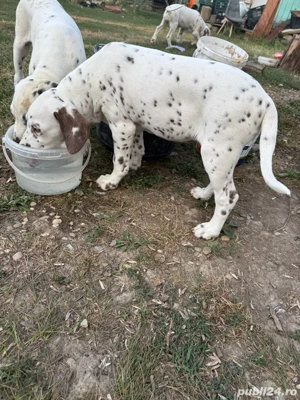 Vand Cățelușe Dalmațiene - imagine 5