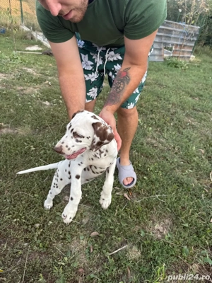 Vand Cățelușe Dalmațiene - imagine 3