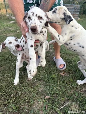 Vand Cățelușe Dalmațiene - imagine 2