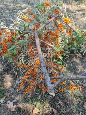 Vand teren  si cabana pe malul lacului de la Pischia. Un front la lac altul la 30m de padure - imagine 7