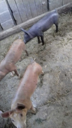 Vând purcei pietran - imagine 2