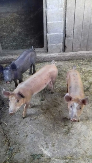 Vând purcei pietran