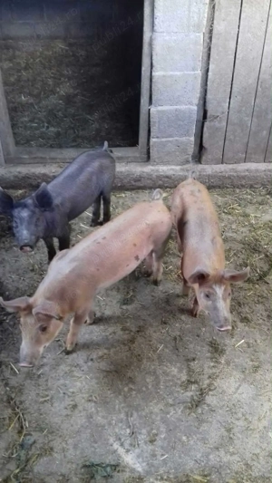 Vând purcei pietran - imagine 5