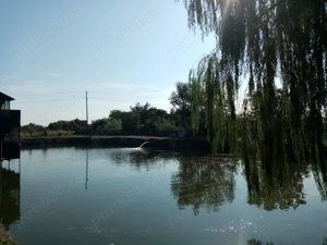 Proprietate de vanzare 3690 mp curți construcții cu balta populată  - imagine 3