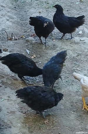 austrolop  - imagine 2