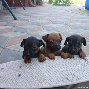 Pinscher pitic originali de vanzare