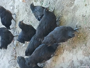 austrolop  - imagine 3