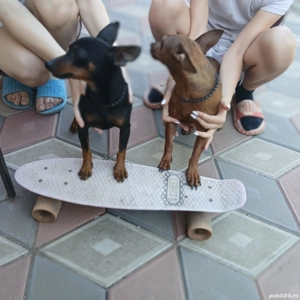 Pinscher pitic originali de vanzare - imagine 2 Pinscher pitic originali de vanzare - imagine 2