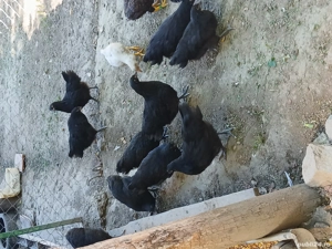 austrolop  - imagine 4