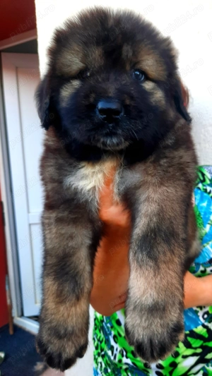 ciobanesc caucazian pui