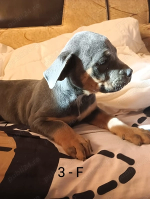 Canecorso  - imagine 4