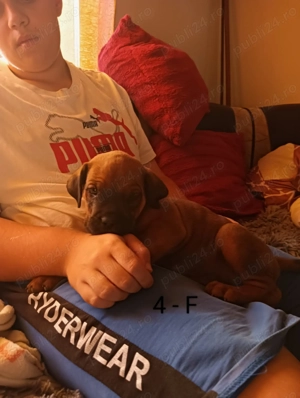 Canecorso  - imagine 2