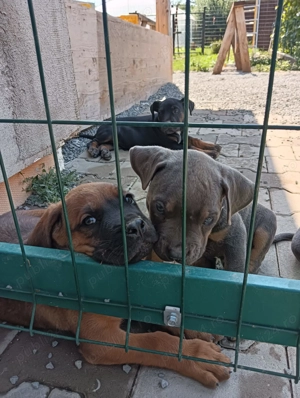 Canecorso  - imagine 3