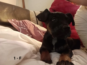 Canecorso  - imagine 5