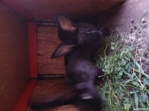 vand pui  de iepuri - imagine 2 vand pui  de iepuri - imagine 2