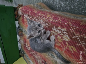 Donez puiuți de pisica