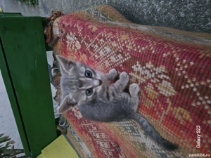 Donez puiuți de pisica - imagine 2 Donez puiuți de pisica - imagine 2