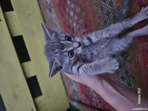 Donez puiuți de pisica - imagine 3 Donez puiuți de pisica - imagine 3