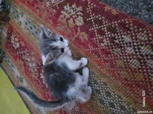 Donez puiuți de pisica - imagine 4 Donez puiuți de pisica - imagine 4