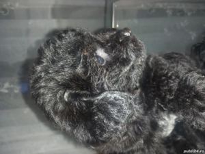 catei pic  - imagine 2 catei pic  - imagine 2