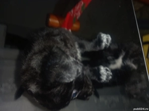 catei pic  - imagine 4 catei pic  - imagine 4