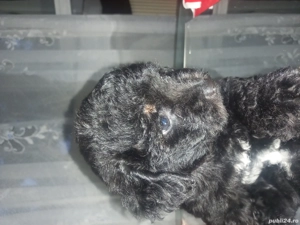 catei pic  - imagine 3 catei pic  - imagine 3