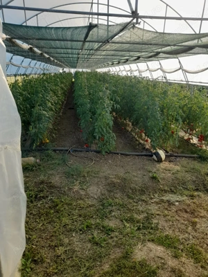 Vând solarii cu teren cu tot. - imagine 3