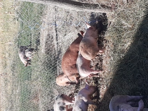 Purcei de vânzare  - imagine 4