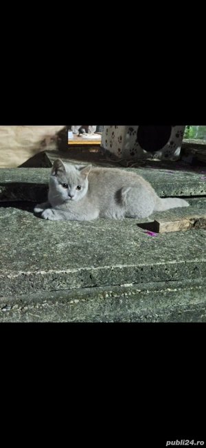 Pisici British Shorthair Lilac - imagine 2